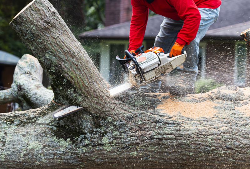 Top Rated Tree Removal Products