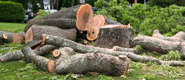 Large Tree Removal in Sandpoint