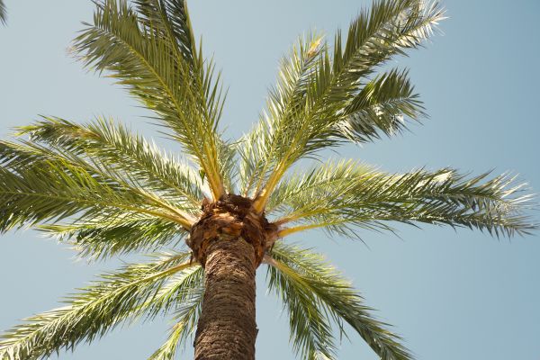 Palm Tree Removal in Sandpoint