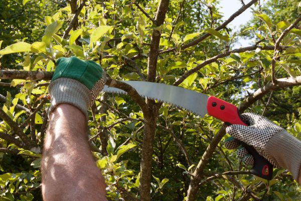 Small Tree Removal in Sandpoint