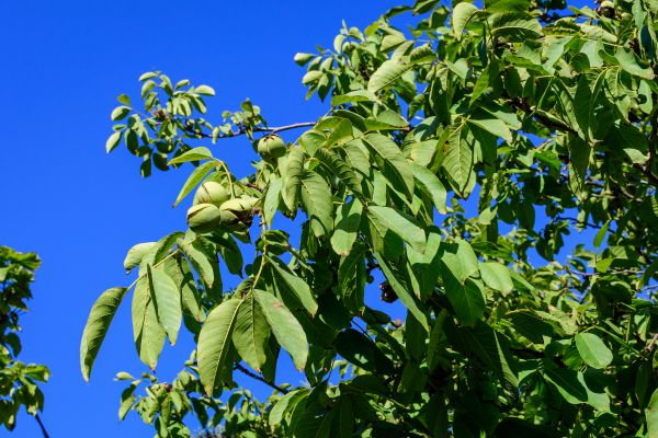 Walnut Tree Removal in Sandpoint