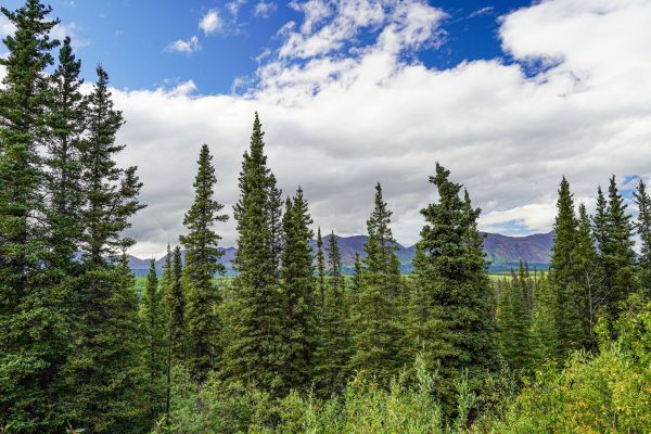 Cost of Spruce Tree Removal in Sandpoint