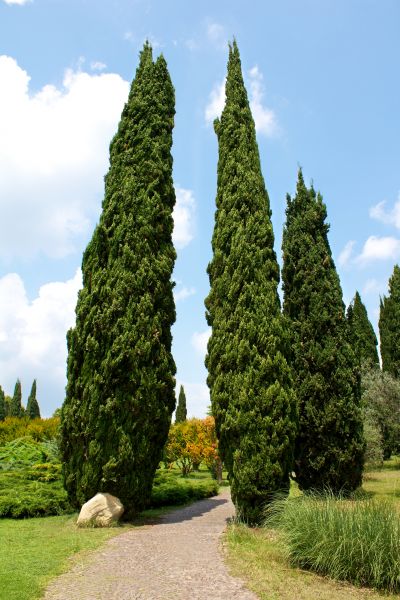 Cypress Tree Removal in Sandpoint