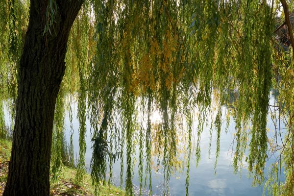 Willow Tree Removal in Sandpoint