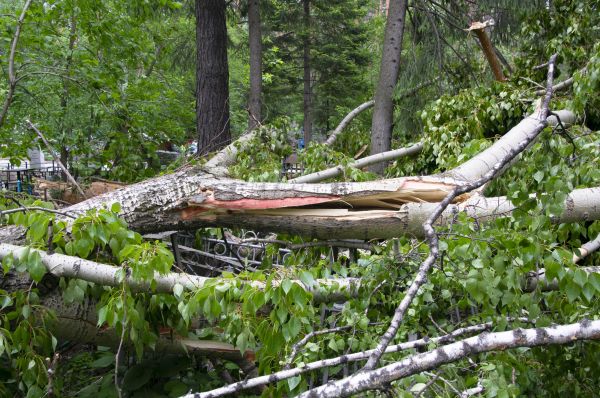 Cost of Birch Tree Removal in Sandpoint