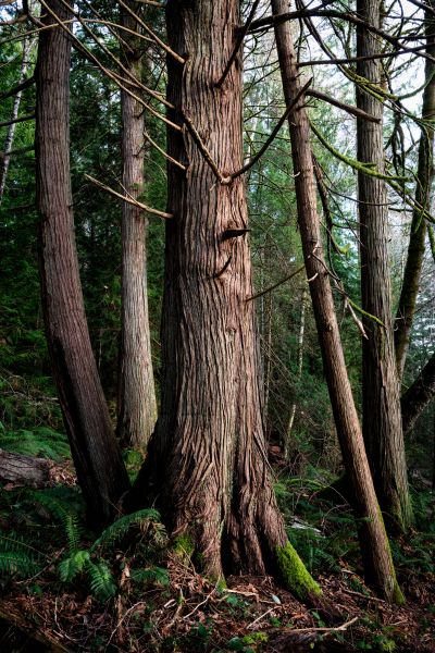 Cedar Tree Removal in Sandpoint