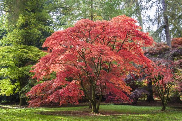 Maple Tree Removal in Sandpoint