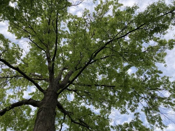 Oak Tree Removal in Sandpoint
