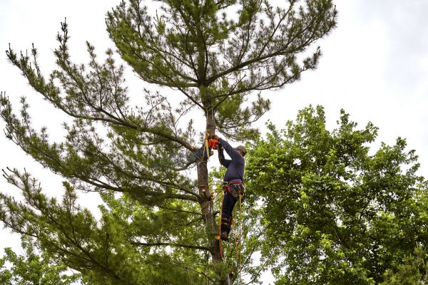 Pine Tree Removal in Sandpoint