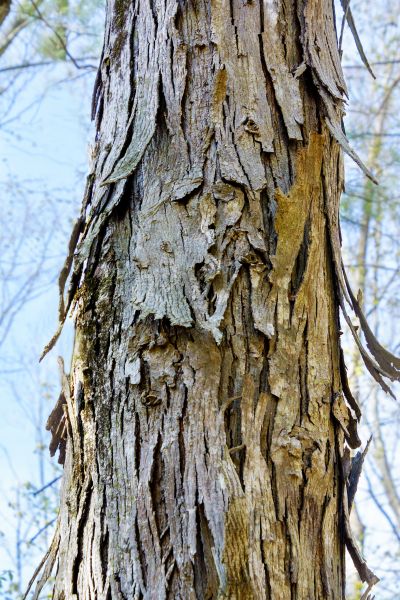 Cost of Hickory Tree Removal in Sandpoint