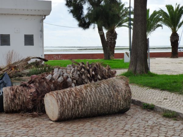 Palm Trees Removal in Sandpoint