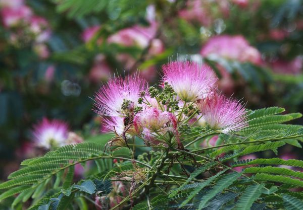 Cost of Mimosa Tree Removal in Sandpoint