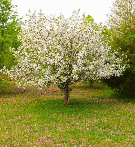 Cost of Dogwood Tree Removal in Sandpoint