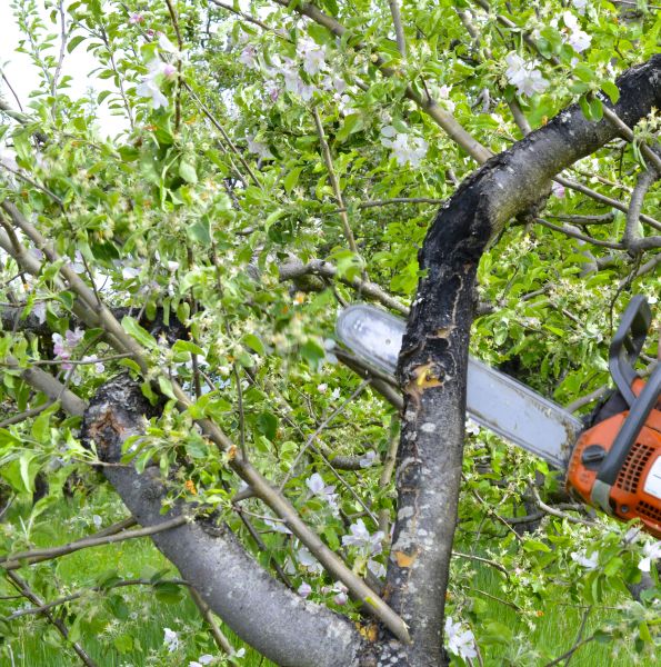 Cost of Apple Tree Removal in Sandpoint