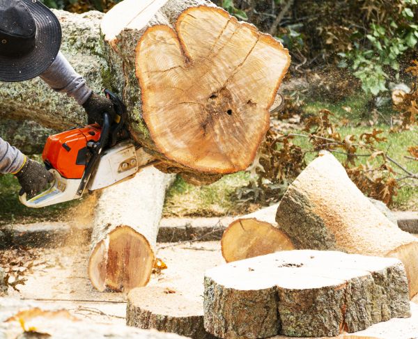 Tree Removal Service in Sandpoint