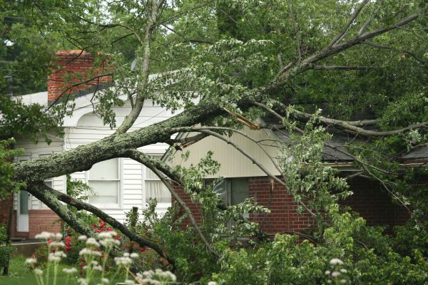 Emergency Tree Removal in Sandpoint