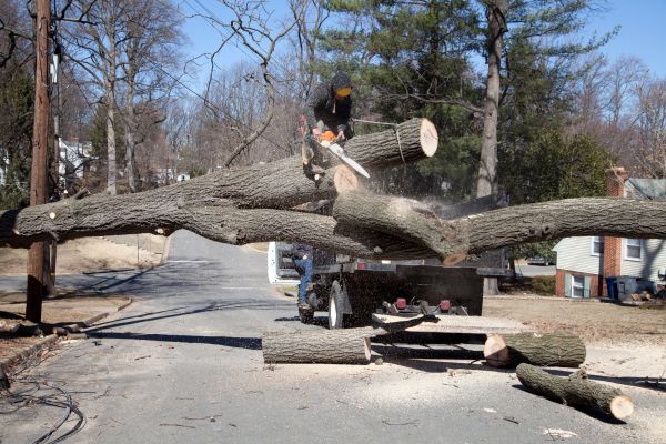 Residential Tree Removal in Sandpoint