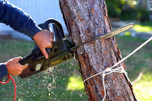 Dead Tree Removal in Sandpoint