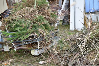 Dogwood Tree Removal