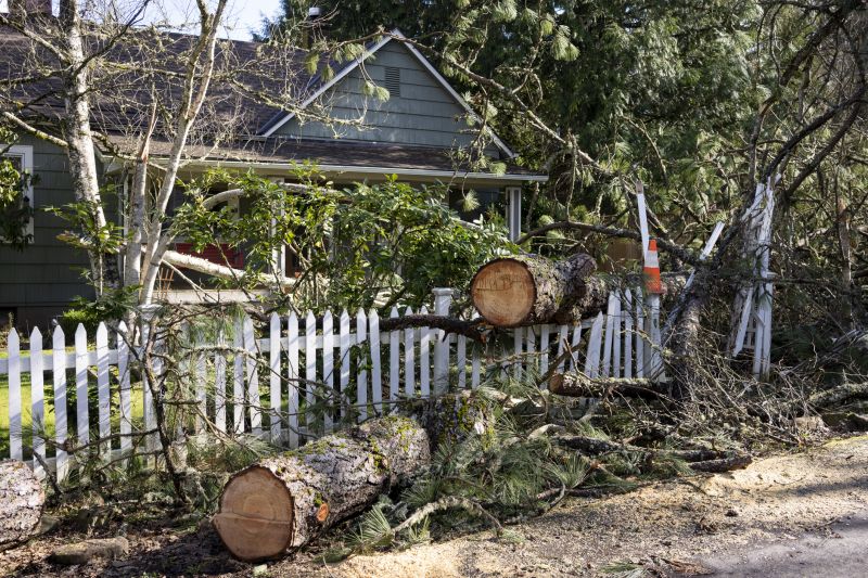 Fallen Tree Debris Removal