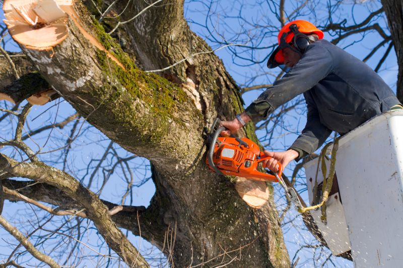 Tree Cutting Equipment