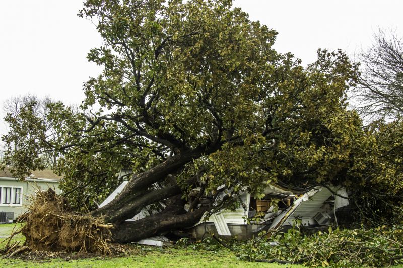 Uprooted Tree Extraction
