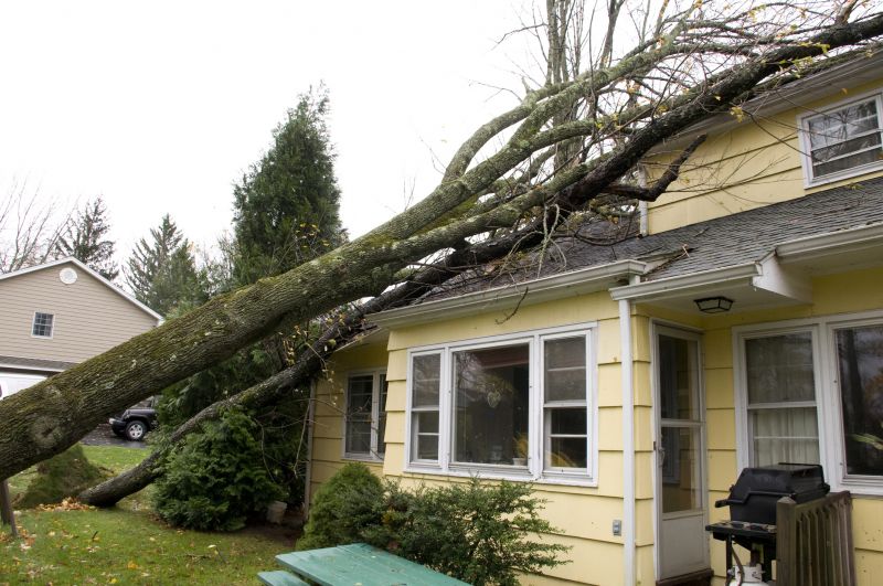 Storm Damage Tree Down