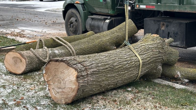 Emergency Tree Removal detail