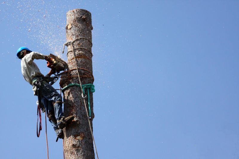 Products For Tree Removals in use