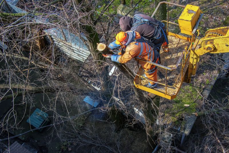 Safety in Tree Removal