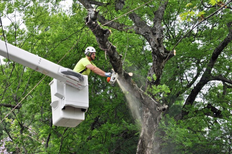 Completed Tree Removal